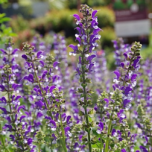 Salvia 'Azure Snow'