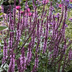 Salvia 'Caradonna Pink Inspiration'