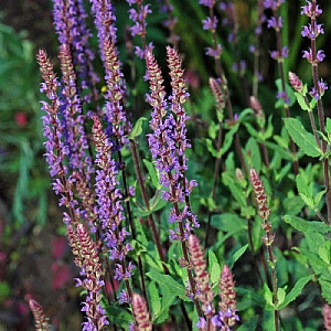 Salvia nemorosa 'Caradonna'