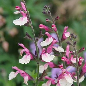 Salvia 'Cuello Cream'