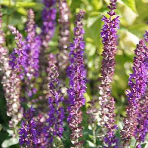 Salvia nemorosa 'East Friesland'