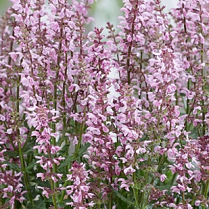 Salvia 'Feathers Flamingo'