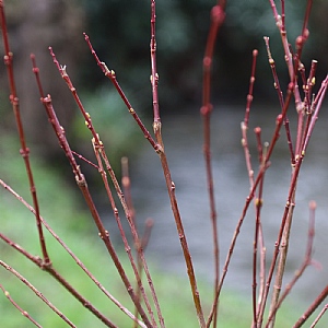 Salix integra 'Hakuro-Nishiki'
