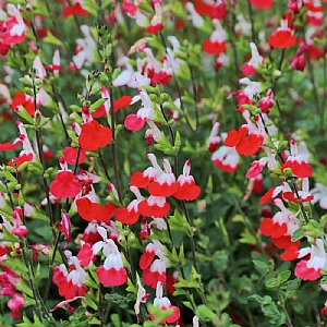 Salvia 'Hot Lips'