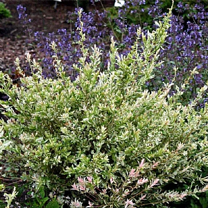 Salix integra 'Hakuro-Nishiki'