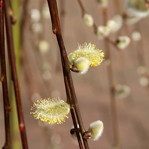 Salix caprea 'Kilmarnock'