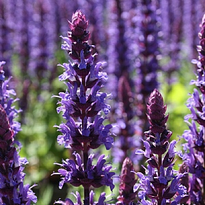 Salvia nemerosa 'May Night'