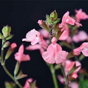 Salvia 'Aphrodite'