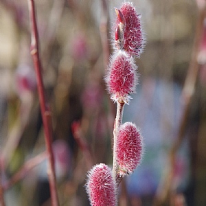 Salix gracilistyla 'Mount Aso'