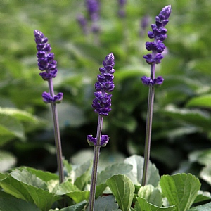 Salvia 'Mystic Spires'