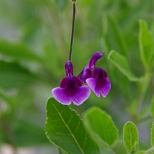 Salvia 'Oriental Dove'
