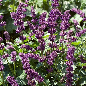 Salvia verticillata 'Purple Rain'