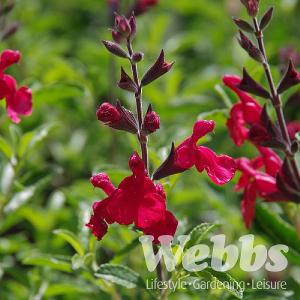 Salvia greggii 'Radio Red'