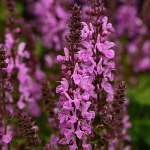 Salvia x sylvestris 'Rose Marvel'