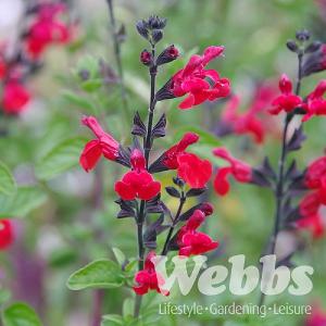Salvia greggii 'Royal Bumble'