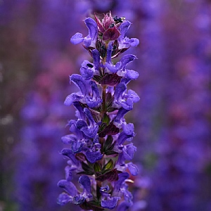 Salvia nemorosa 'Salvatore Blue'