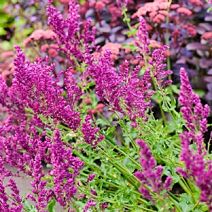 Salvia nemorosa 'Schwellenburg'