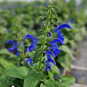 Salvia 'Patio Deep Blue'