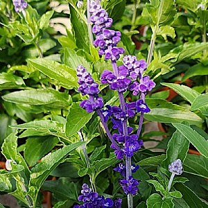 Salvia farinacea 'Sallyfun Deep Ocean'