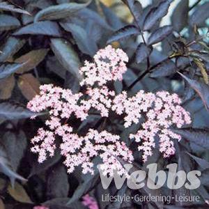 Sambucus nigra f. porphyrophylla 'Black Beauty'