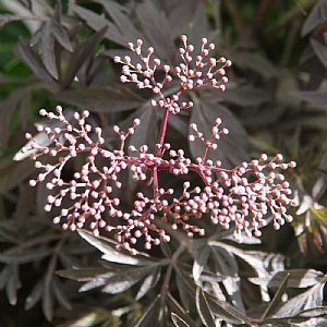 Sambucus nigra 'Black Lace'