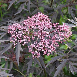 Sambucus nigra 'Cherry Lace'