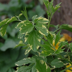 Sambucus 'Gold Spark'