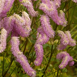 Sanguisorba 'Pink Brushes'