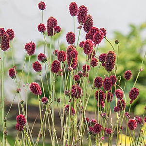 Sanguisorba 'Proud Mary'