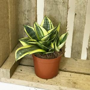 Sansevieria Golden Hahnii (Sansevieria Trifasciata) - Various Sizes