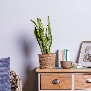 Sansevieria Laurentii (Snake Plant)