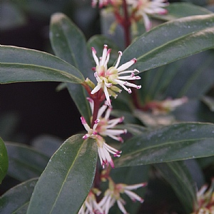 Sarcococca hookeriana 'Purple Gem'