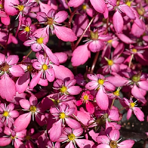 Saxifraga 'Dancing Pixies Toni'