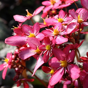 Saxifraga 'Dancing Pixies Tessy'