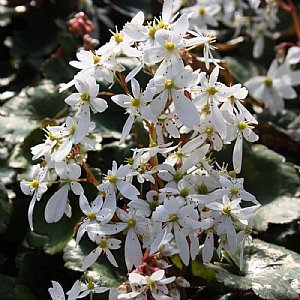 Saxifraga 'Dancing Pixies Thea'