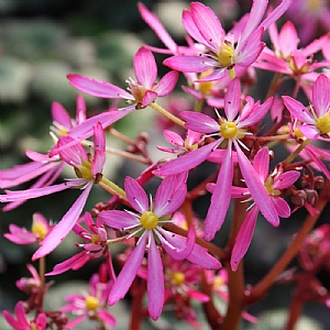 Saxifraga 'Dancing Pixies Tini'