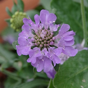 Scabiosa 'Blue Eyes'