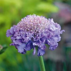 Scabiosa 'Butterfly Blue Beauty'