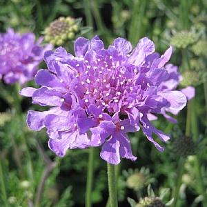 Scabiosa columbaria 'Flutter Deep Blue'