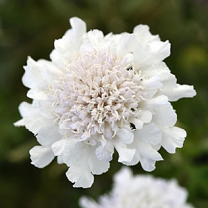 Scabiosa columbaria 'Flutter Pure White'