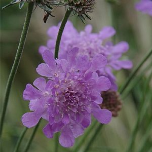 Scabiosa columbaria 'Flutter Rose Pink'