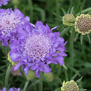 Scabiosa columbaria 'Mariposa Blue'