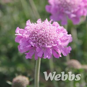 Scabious 'Walberton's Pink Mist'