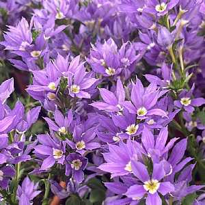 Scaevola Stardiva 'Blue'
