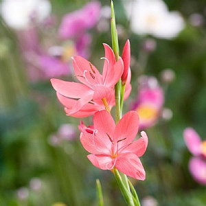 Schizostylis coccinea 'Oregon Sunset'