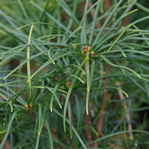 Sciadopitys verticillata