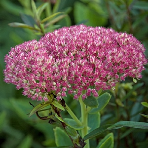 Sedum 'Autumn Joy'