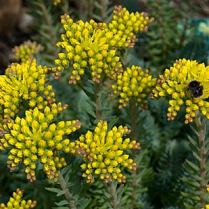 Sedum reflexum 'Blue Cushion'