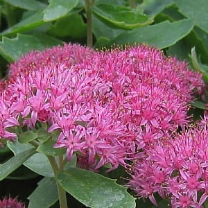 Sedum 'Carl'