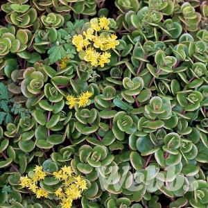 Sedum tectratinum 'Coral Reef'